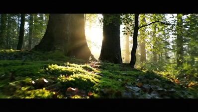 Whispers of the Ancient Forest: A Journey Skyward